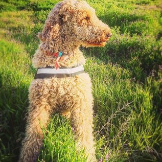 Acacia Wellness Center